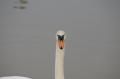  Ecluse Evry et bords de seine  - Les Oiseaux Ecluse d evry 296
